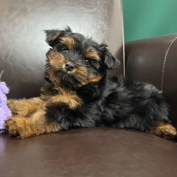 Yorkshire Terrier Puppy for Sale