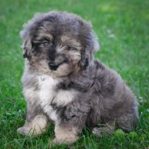 F1b Mini Aussiedoodle Puppy for Sale
