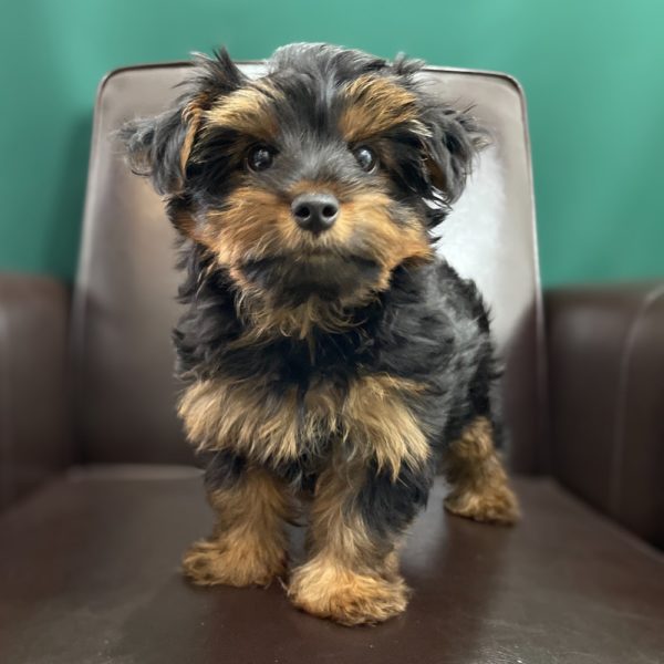 Yorkshire Terrier Puppy for Sale