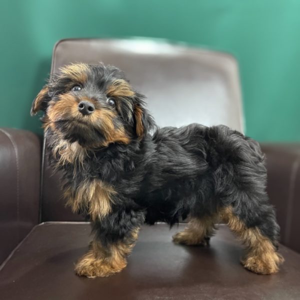 Yorkshire Terrier Puppy for Sale