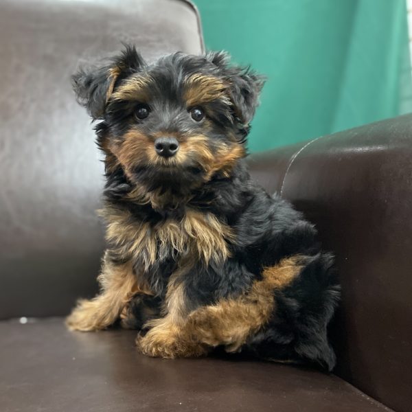 Yorkshire Terrier Puppy for Sale