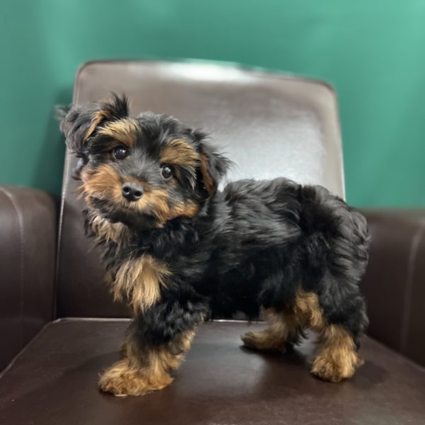 Yorkshire Terrier Puppy for Sale