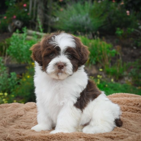 shichonpoo puppies for sale
