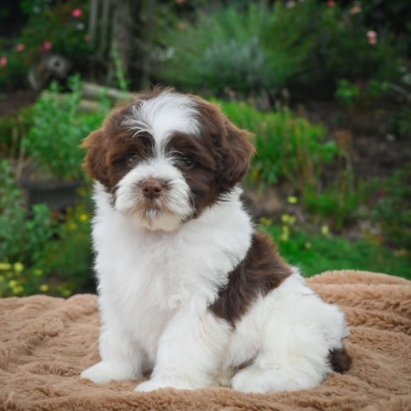 shichonpoo puppies for sale