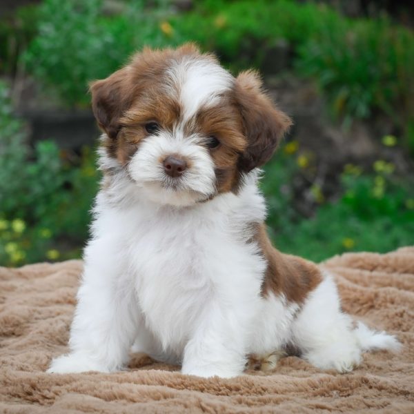 shichonpoo puppies for sale