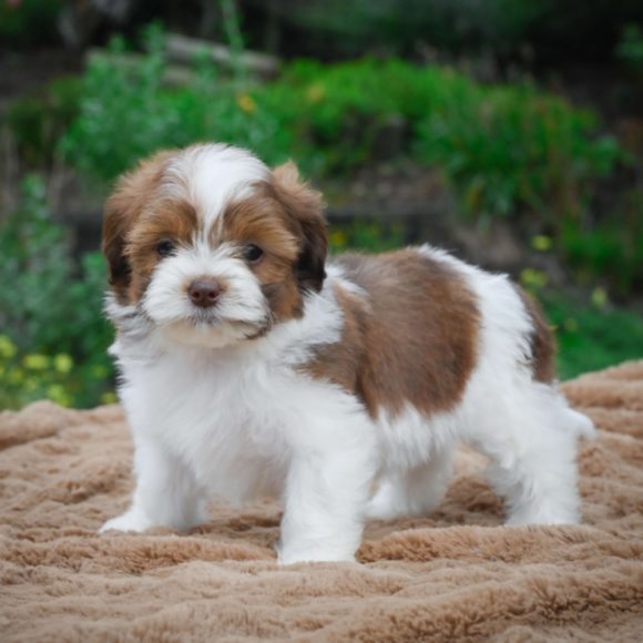shichonpoo puppies for sale