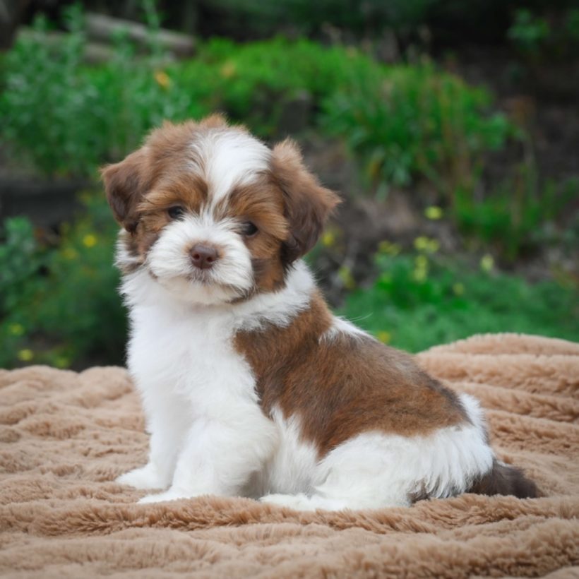 shichonpoo puppies for sale