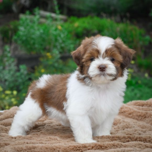 shichonpoo puppies for sale