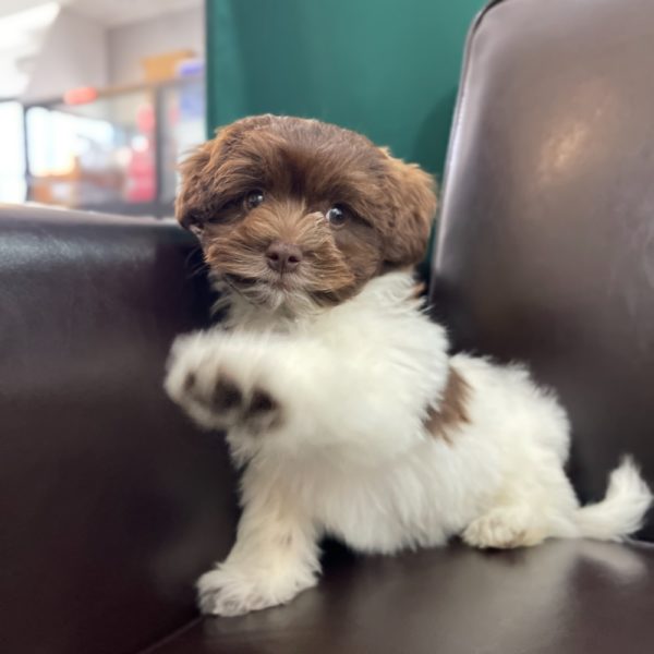 shichonpoo puppies for sale