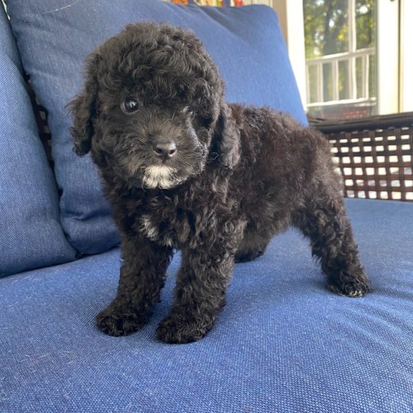 F1b Cockapoo Puppy for Sale