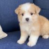 Aussietese Puppy for Sale