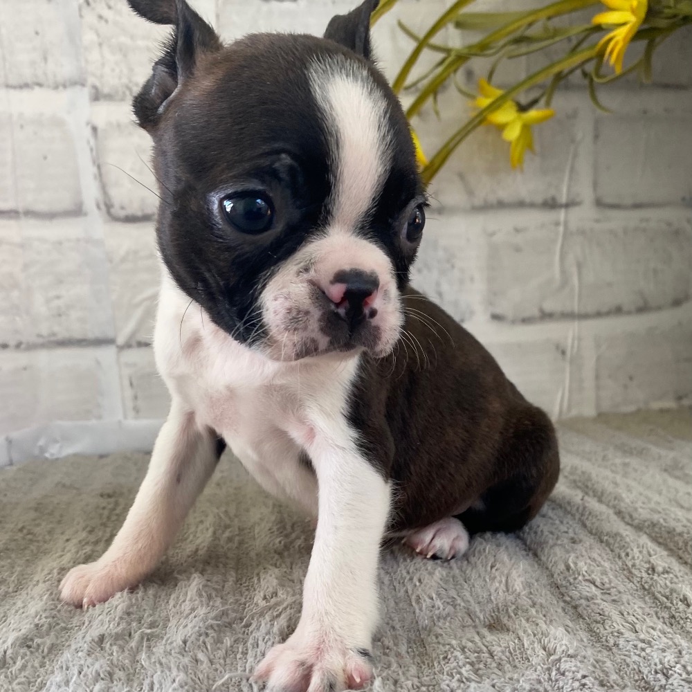 How Long Are Boston Terriers Pregnant For