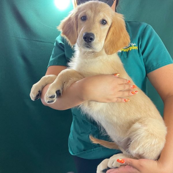 Golden Retriever Puppy for Sale