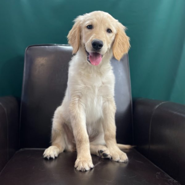 Golden Retriever Puppy for Sale