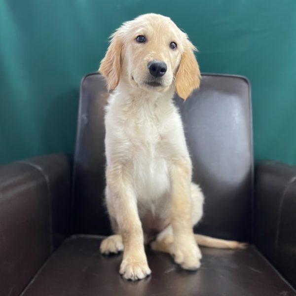 Golden Retriever Puppy for Sale