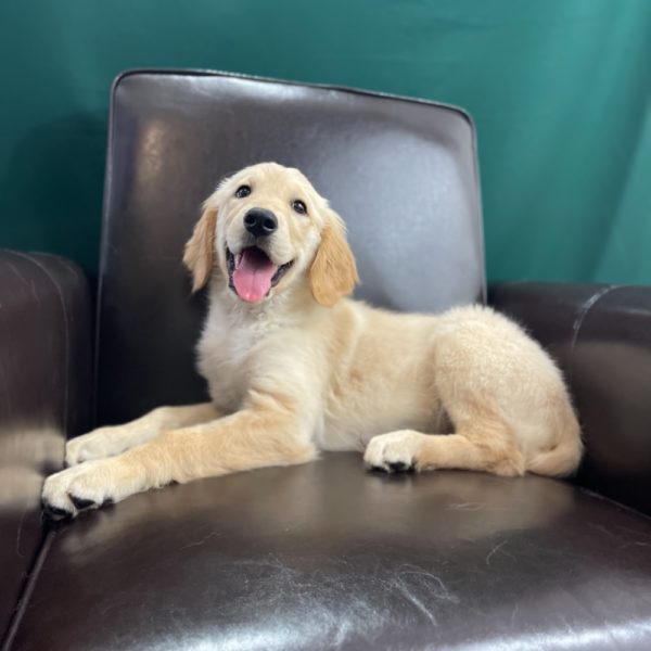Golden Retriever Puppy for Sale
