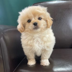 Peekapoo Puppy for Sale
