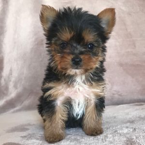 F1b Yorkiepoo Puppy for Sale