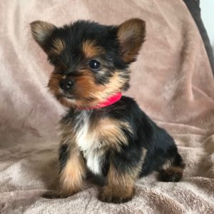 F1b Yorkiepoo Puppy for Sale