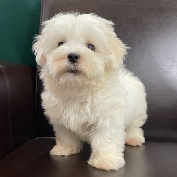 Male Maltese Puppy for Sale | ID 6348-CCS