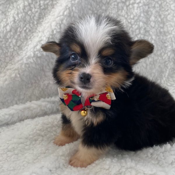 Auggie Puppy for Sale