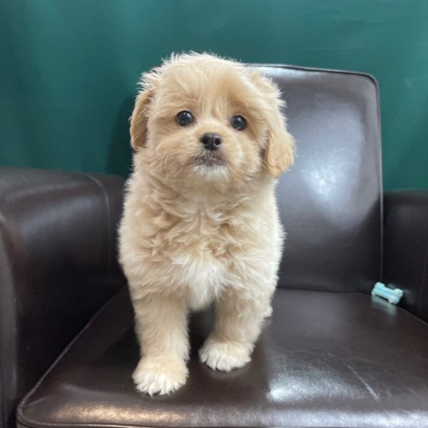 Peekapoo Puppy for Sale