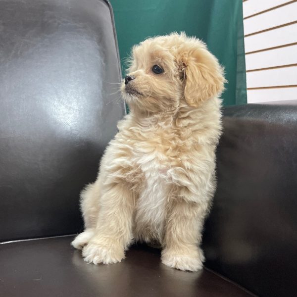 Peekapoo Puppy for Sale