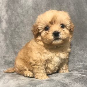 Morkiepoo Puppy for Sale