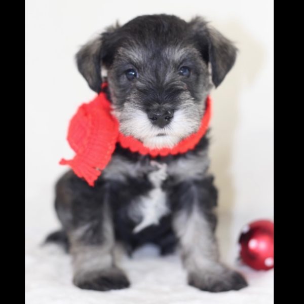 Miniature Schnauzer Puppy for Sale