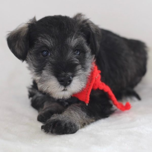 Miniature Schnauzer Puppy for Sale