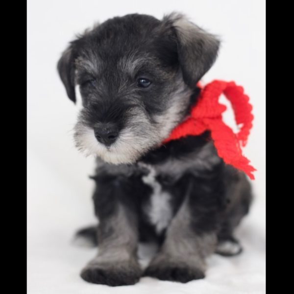Miniature Schnauzer Puppy for Sale