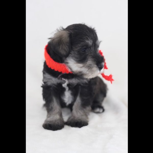 Miniature Schnauzer Puppy for Sale