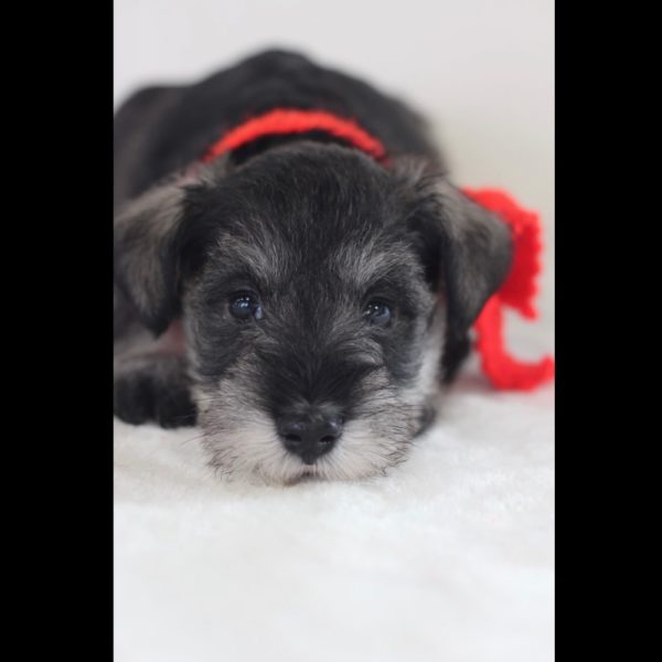 Miniature Schnauzer Puppy for Sale