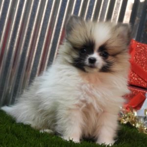 Pomeranian Puppy for Sale