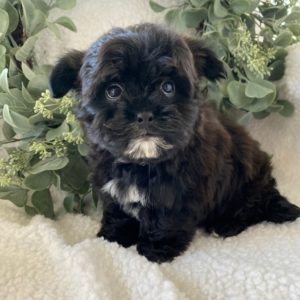 Morkie Puppy for Sale