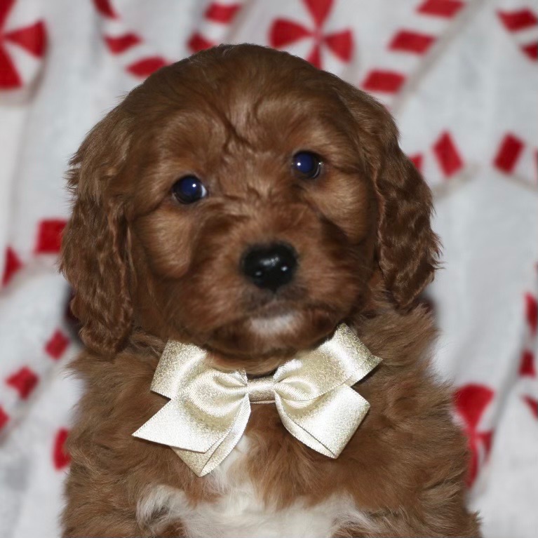 F1 Mini Goldendoodle Puppy for Sale in NYC