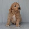 F1 Standard Goldendoodle Puppy for Sale