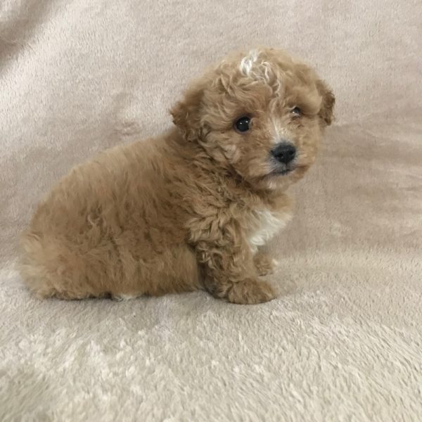 Morkiepoo Puppy for Sale