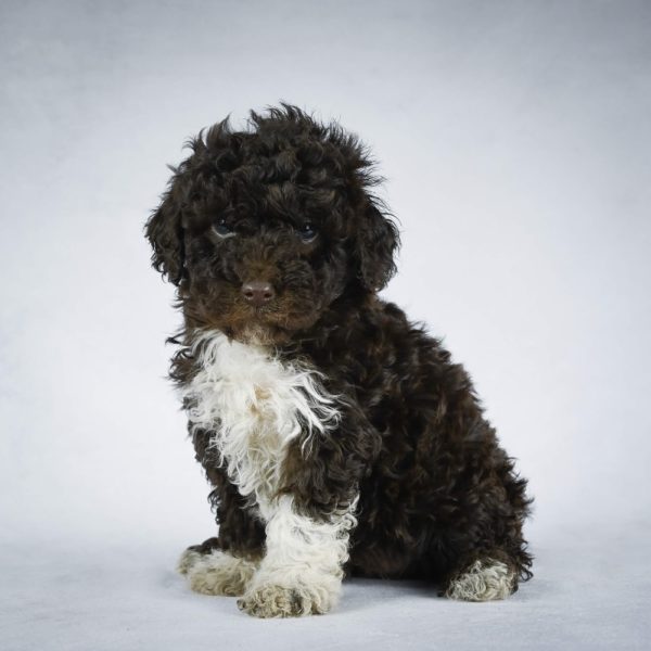 F1b Mini Sheepadoodle Puppy for Sale
