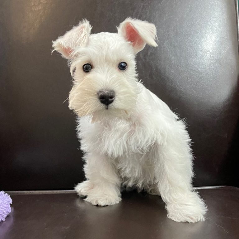 Female Miniature Schnauzer Puppy for Sale | ID 6979-WAB