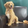 F1 Standard Goldendoodle Puppy for Sale