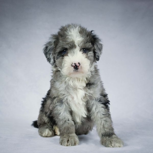 F1 Mini Sheepadoodle Puppy for Sale