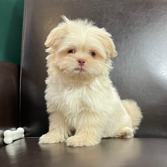 F1b Shorkie Puppy for Sale