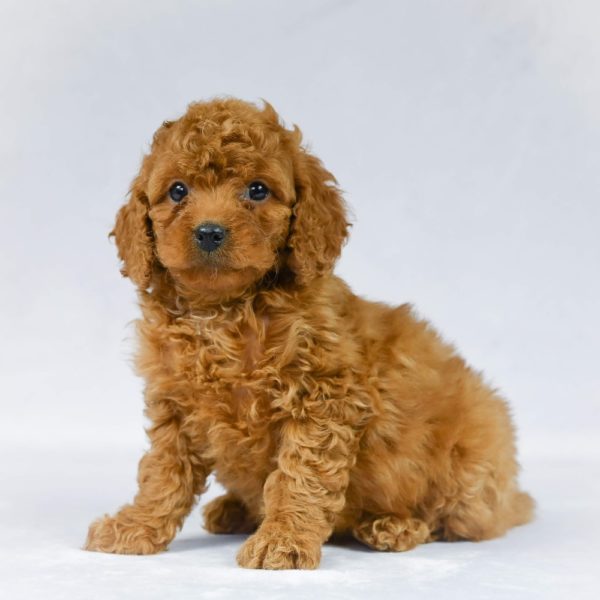F1b Mini Goldendoodle Puppy for Sale