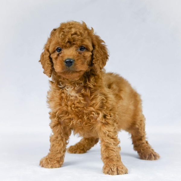 F1b Mini Goldendoodle Puppy for Sale