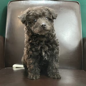 Morkiepoo Puppy for Sale