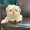 F1b Shorkie Puppy for Sale