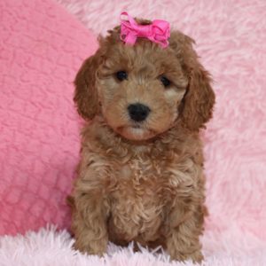 F1b Mini Goldendoodle Puppy for Sale