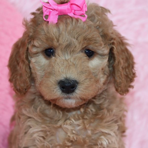 F1b Mini Goldendoodle Puppy for Sale