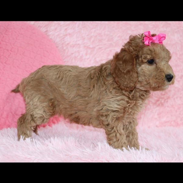 F1b Mini Goldendoodle Puppy for Sale